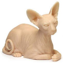 Tätowierbare Sphynx Cat