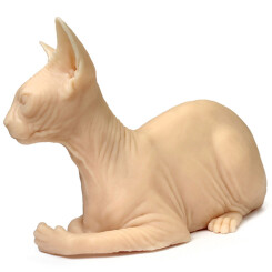 Tattooable Sphynx Cat